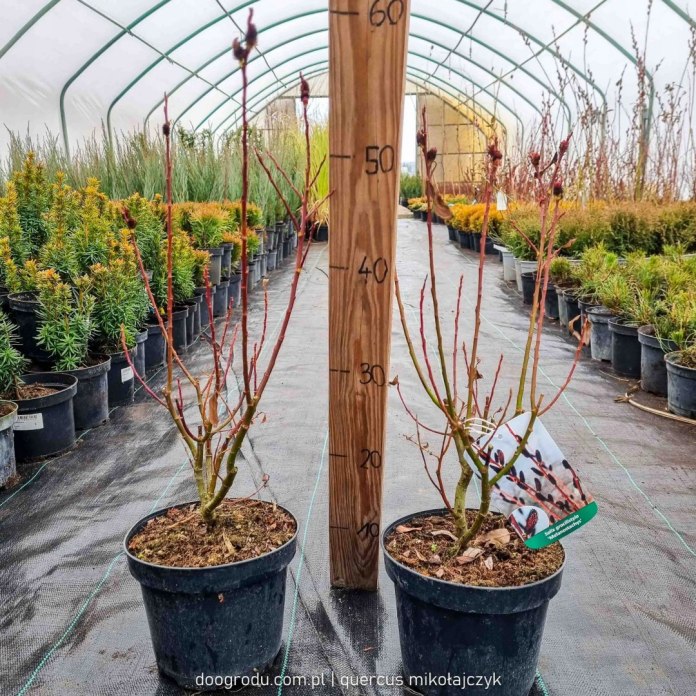 Wierzba MELANOSTACHYS